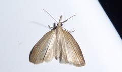 Microdes epicryptis
