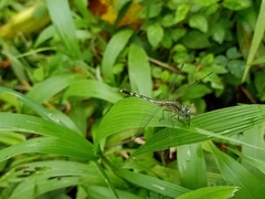 Diplacodes trivialis