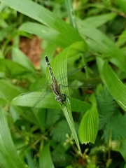 Diplacodes trivialis