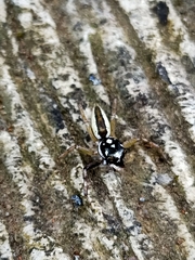 Phintelloides versicolor