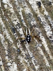 Phintelloides versicolor