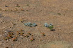 Aloe marlothii marlothii