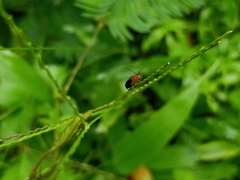 Hemiptera