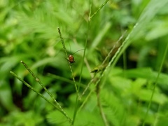 Hemiptera