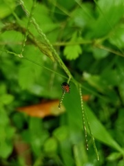 Hemiptera