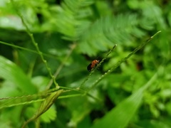 Hemiptera