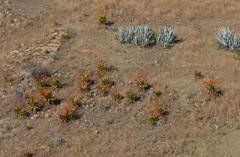 Aloe marlothii marlothii
