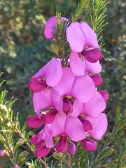 Gompholobium scabrum