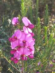 Gompholobium scabrum