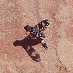 Exoprosopa dorcadion