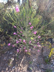 Gompholobium scabrum