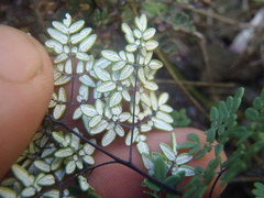 Argyrochosma limitanea