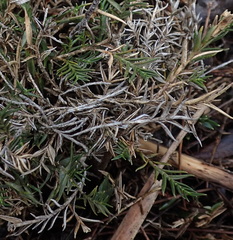 Distichlis distichophylla