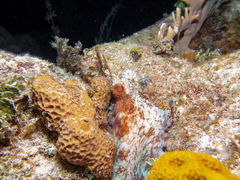 Octopus briareus