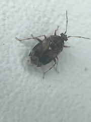 Deraeocoris nebulosus