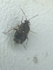 Deraeocoris nebulosus