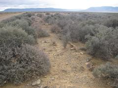 Pteronia oblanceolata