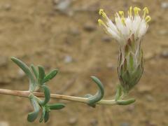 Pteronia oblanceolata