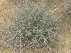 Pteronia oblanceolata