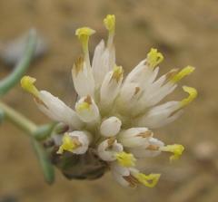 Pteronia oblanceolata