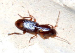 Stenomorphus californicus