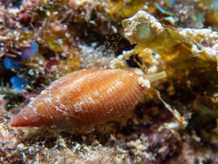 Probata barbadensis