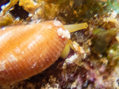 Probata barbadensis