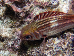 Neoniphon vexillarium