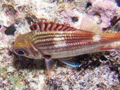 Neoniphon vexillarium