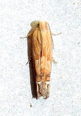 Eucosma mormonensis