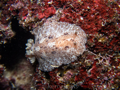 Discodoris branneri