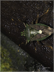 Eocanthecona formosa