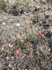 Castilleja praeterita