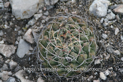 Thelocactus hexaedrophorus