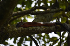 Sciurus aureogaster