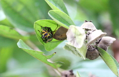 Solenosthedium chinense