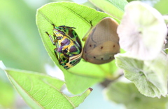 Solenosthedium chinense