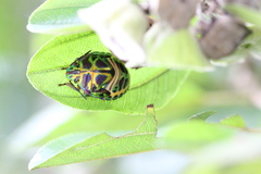 Solenosthedium chinense