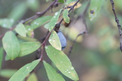Lonicera caerulea edulis