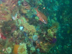 Chirodactylus brachydactylus