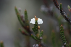 Cassiope ericoides
