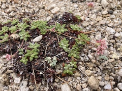 Eriogonum polypodum