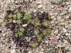Eriogonum polypodum