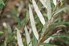 Salix schwerinii
