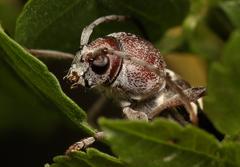 Chlorophorus krantzi krantzi