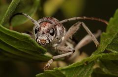 Chlorophorus krantzi krantzi