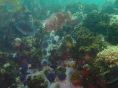 Chrysoblephus laticeps