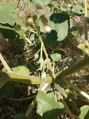 Proboscidea louisianica