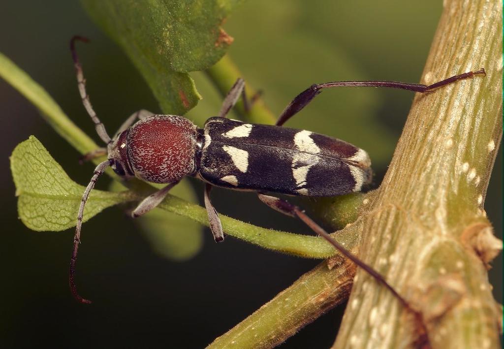 Chlorophorus krantzi