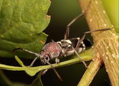 Chlorophorus krantzi krantzi